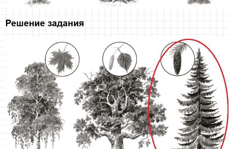 Тема: "Что и кто?". Вариант 1, номер 3. ГДЗ окружащий мир 1 класс проверочные работы Плешаков. Фрагмент 2 / 3