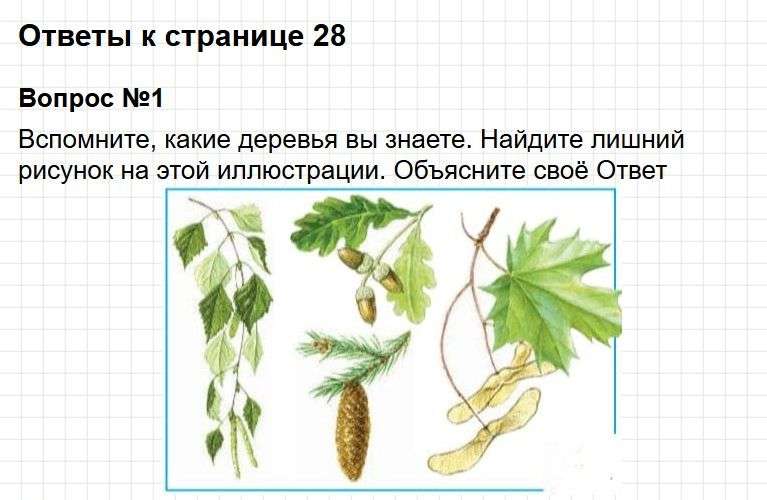Ответы к странице 28 - окружащий мир 1 класс Плешаков, учебник часть 1. Фрагмент 1 / 8