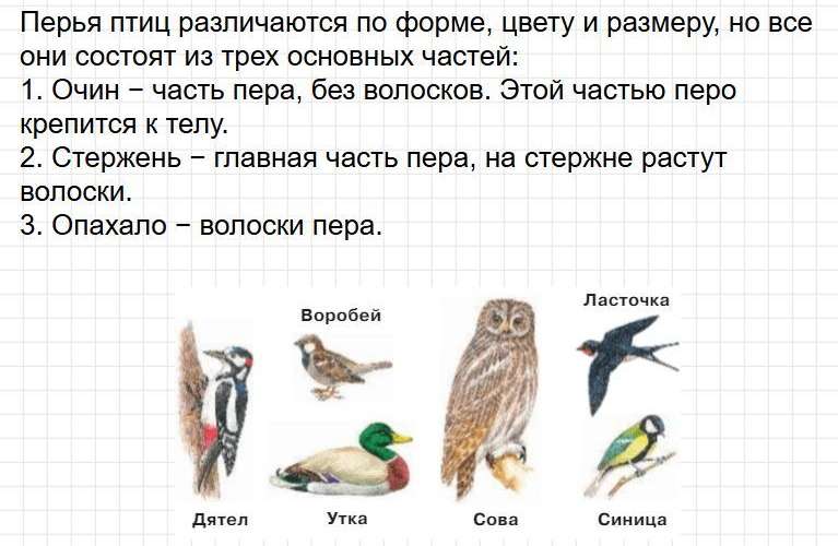 Ответы к странице 35 - окружащий мир 1 класс Плешаков, учебник часть 1. Фрагмент 2 / 7