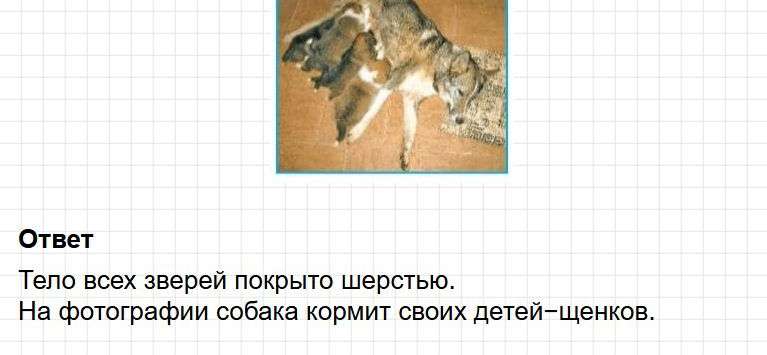 Ответы к странице 36 - окружащий мир 1 класс Плешаков, учебник часть 1. Фрагмент 3 / 3