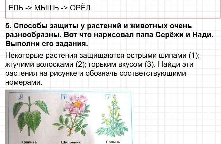 ГДЗ к тетради Плешакова по окружающему миру для 3 класса. Часть 1, страница 55-57. Фрагмент 4 / 5