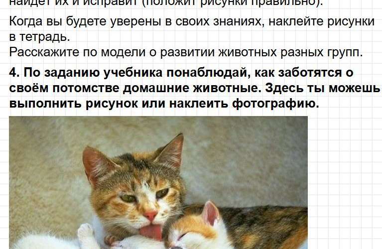 ГДЗ к тетради Плешакова по окружающему миру для 3 класса. Часть 1, страница 60-62. Фрагмент 4 / 5